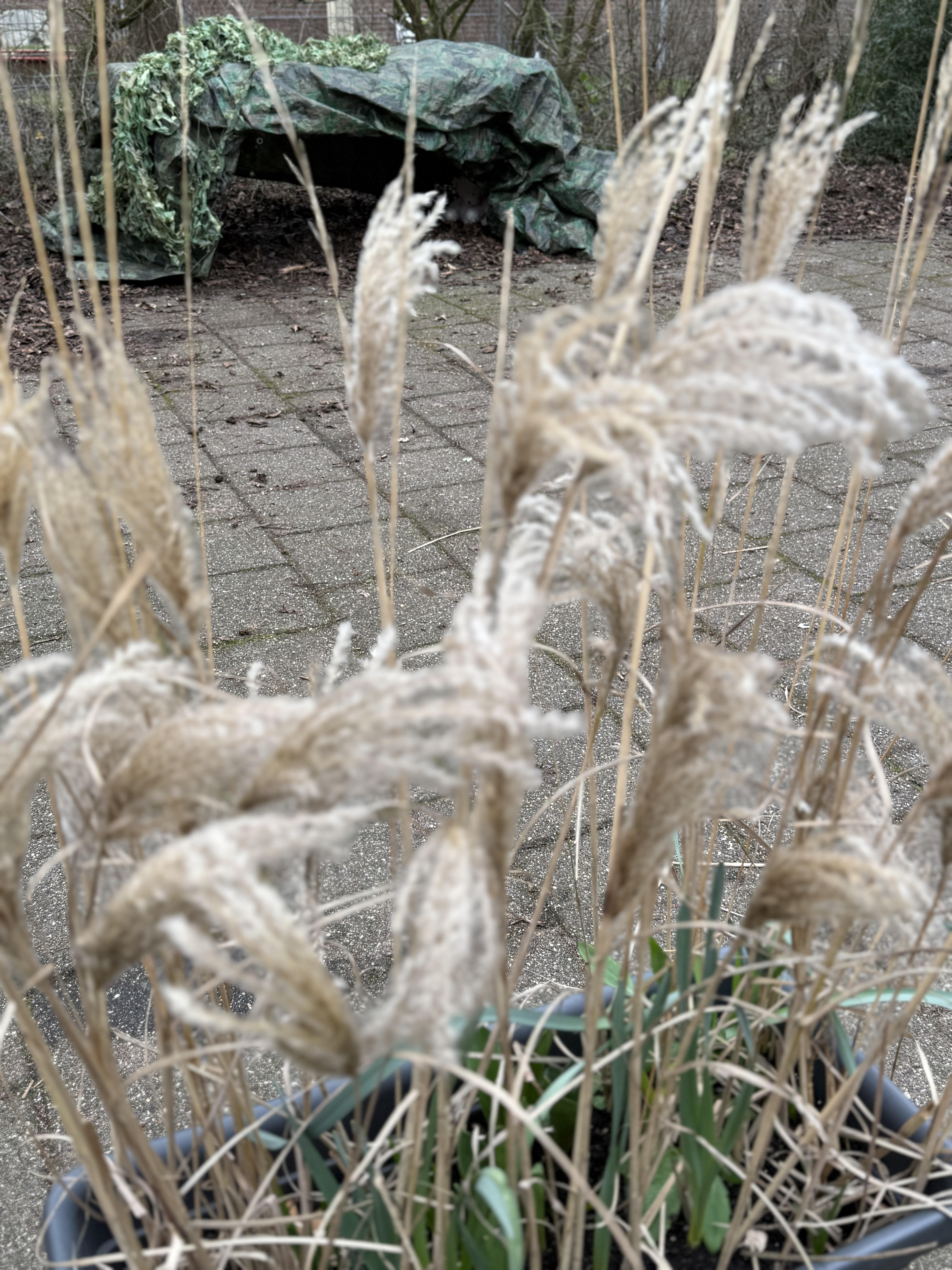 Outdoor learning — walking through wavy grass